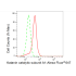 KD-Validated KATNA1 Rabbit mAb (20 μl)