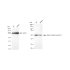 KD-Validated KATNA1 Rabbit mAb (20 μl)