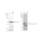 KD-Validated Phospho-p38 (T180) Rabbit mAb (20 μl)