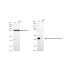 KD-Validated Phospho-PBK (Thr9) Rabbit mAb (20 μl)