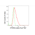 KD-Validated PFKFB3 Rabbit mAb (20 μl)