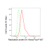 KD-Validated RPA1 Rabbit mAb (20 μl)