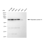 KD-Validated RPA1 Rabbit mAb (20 μl)