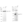 KD-Validated TGFB1 Rabbit mAb (20 μl)