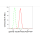 KD-Validated TUBG1 Rabbit mAb (20 μl)
