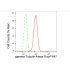 KD-Validated TUBG1 Rabbit mAb (20 μl)