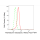 KD-Validated TXNRD2 Rabbit mAb (20 μl)