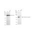 KD-Validated TXNRD2 Rabbit mAb (20 μl)