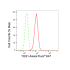 KD-Validated YES1 Rabbit mAb (20 μl)