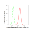 KD-Validated AK4 Rabbit mAb (20 μl)