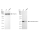 KD-Validated AK4 Rabbit mAb (20 μl)