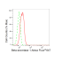 KD-Validated BACE1 Rabbit mAb (20 μl)