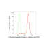 KD-Validated CTBP2 Rabbit mAb (20 μl)