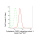 KD-Validated CYFIP1 Rabbit mAb (20 μl)