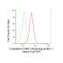 KD-Validated CYFIP1 Rabbit mAb (20 μl)