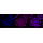 KD-Validated CYFIP1 Rabbit mAb (20 μl)