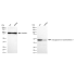 KD-Validated DGAT1 Rabbit mAb (20 μl)