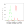KD-Validated DNM2 Rabbit mAb (20 μl)