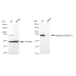 KD-Validated DPP3 Rabbit mAb (20 μl)
