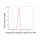 KD-Validated DROSHA Rabbit mAb (20 μl)
