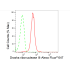 KD-Validated DROSHA Rabbit mAb (20 μl)