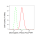 KD-Validated DSG2 Rabbit mAb (20 μl)