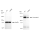 KD-Validated DSG2 Rabbit mAb (20 μl)