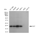 KD-Validated DUT Rabbit mAb (20 μl)