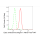 KD-Validated EEA1 Rabbit mAb (20 μl)