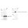 KD-Validated EEA1 Rabbit mAb (20 μl)