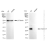 KD-Validated Ephrin A1 Rabbit mAb (20 μl)
