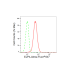 KD-Validated ELP4 Rabbit mAb (20 μl)