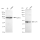 KD-Validated ELP4 Rabbit mAb (20 μl)