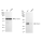 KD-Validated Emerin Rabbit mAb (20 μl)