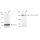 KD-Validated FASN Rabbit mAb (20 μl)