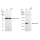 KD-Validated GCLM Rabbit mAb (20 μl)