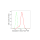 KD-Validated GLO1 Rabbit mAb (20 μl)