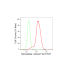 KD-Validated GLO1 Rabbit mAb (20 μl)