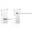 KD-Validated GOLIM4 Rabbit mAb (20 μl)
