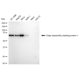 KD-Validated GORASP1 Rabbit mAb (20 μl)
