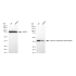 KD-Validated GOT1 Rabbit mAb (20 μl)
