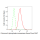KD-Validated GPI Rabbit mAb (20 μl)