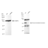 KD-Validated GPI Rabbit mAb (20 μl)