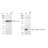 KD-Validated GPX1 Rabbit mAb (20 μl)