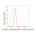 KD-Validated CNTNAP1 Rabbit mAb (20 μl)