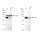 KD-Validated CDT1 Rabbit mAb (20 μl)