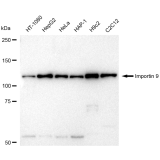 KD-Validated IPO9 Rabbit mAb (20 μl)