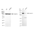 KD-Validated IPO9 Rabbit mAb (20 μl)