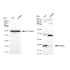 KD-Validated HRAS Rabbit mAb (20 μl)