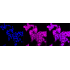 KD-Validated F11R Rabbit mAb (20 μl)